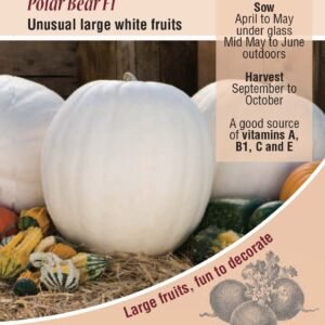 Kings Seeds Pumpkin Polar Bear F1 Seeds