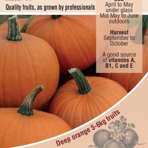 Kings Seeds Pumpkin Racer F1 Seeds