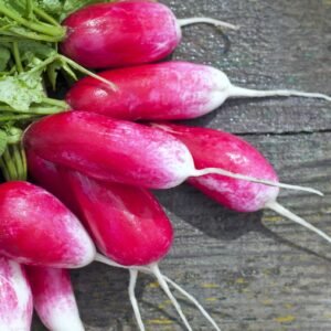 Kings Seeds Radish French Breakfast 1200 Seeds