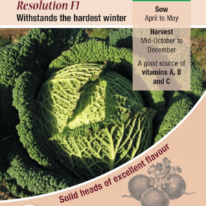 Kings Seeds Savoy Cabbage Resolution F1 Hybrid 100 Seeds