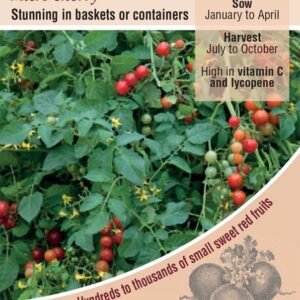 Kings Seeds Tomato Micro Cherry Seeds