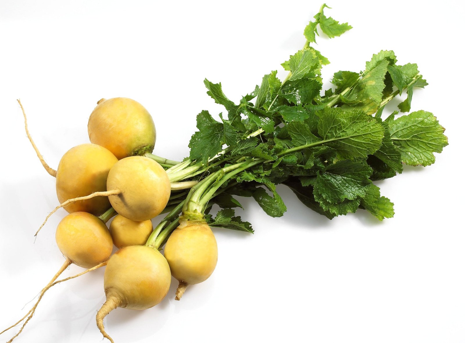 Kings Seeds Turnip Golden Ball 1200 Seeds