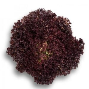 Leaf Red Lettuce Cencibel RZ (85-97) Untreated Seeds