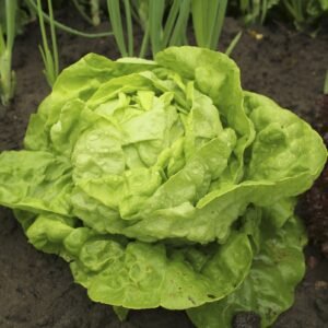 Lettuce All Year Round Seeds