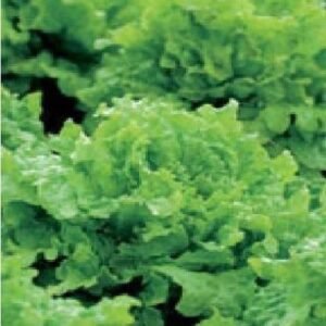 Lettuce Black Seeded Simpson Seeds