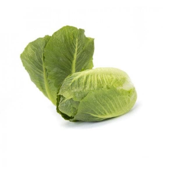 Lettuce Cos Tendita RZ (41-655) Seeds