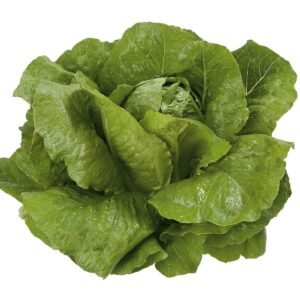 Lettuce Cos Victorinus RZ (41 - 34) Seeds