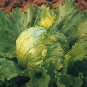 Lettuce Great Lakes Seeds