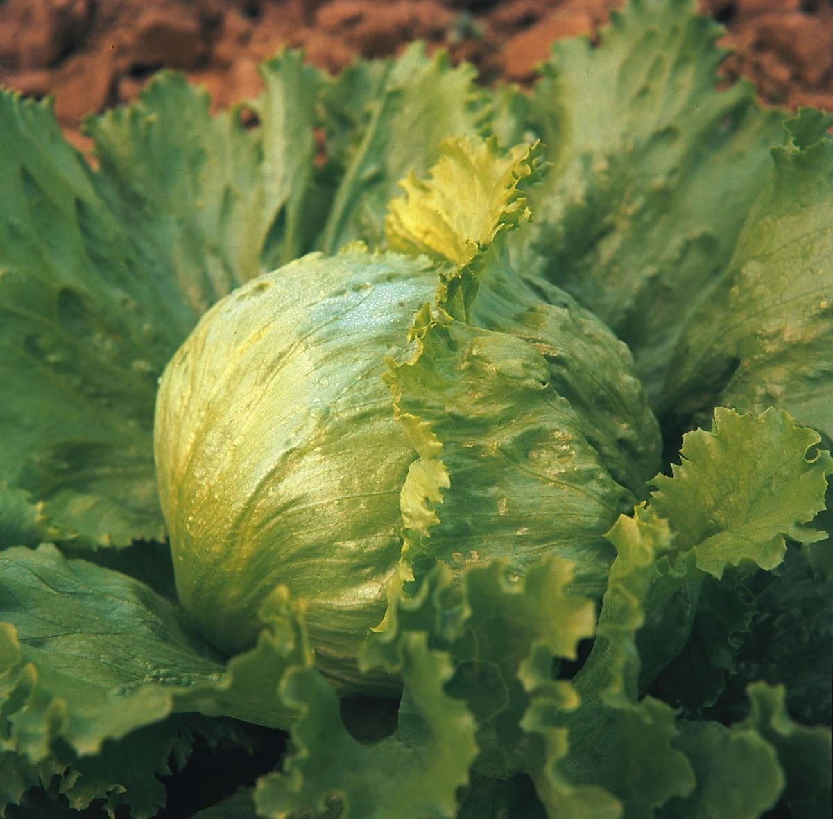 Lettuce Great Lakes Seeds