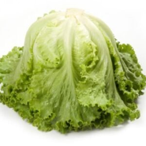 Lettuce Green Batavia Emocion RZ (8122) Seeds