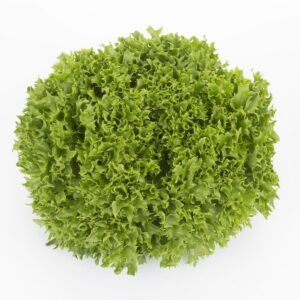 Lettuce Incised Leaf Salanova Extranet RZ - Replace Expertise Seeds
