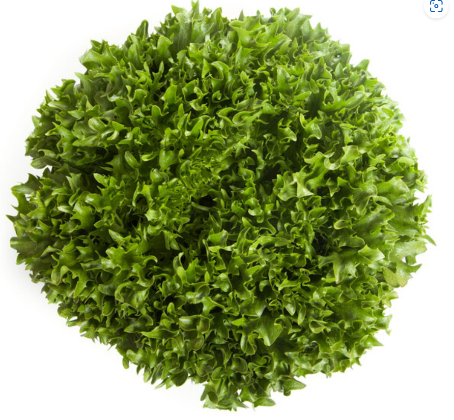 Lettuce Incised Leaf Salanova Extranet RZ Untreated Seeds