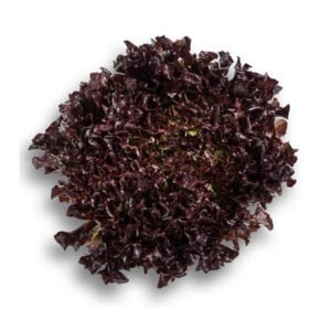 Lettuce Incised Leaf Salanova Stefano RZ Seeds