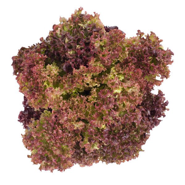 Lettuce Lollo Rosso Corentine RZ (86 - 79) Seeds