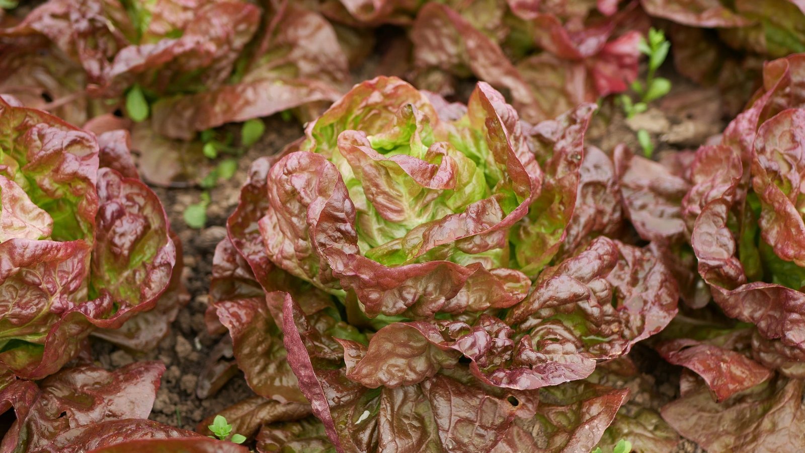Lettuce Marvel of Four Seasons Seeds