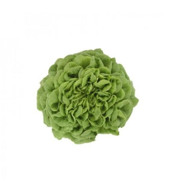 Lettuce Multi-Leaf Butterhead Salanova Hawking RZ (79 - 135) Replaces Descartes Seeds