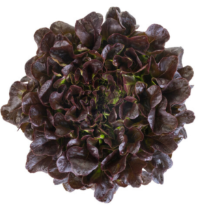 Lettuce Red Oak Multileaf Salanova Xem RZ - LS10960 Seeds
