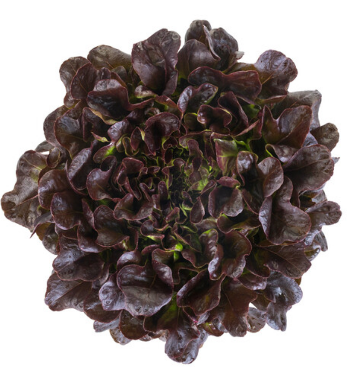 Lettuce Red Oak Multileaf Salanova Xem RZ - LS10960 Seeds
