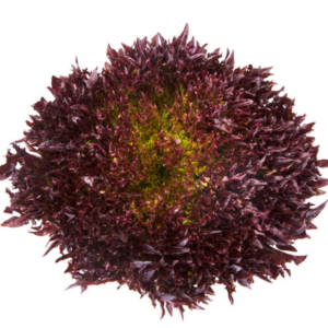 Lettuce Salanova Blastex RZ (79-76) Untreated Seeds