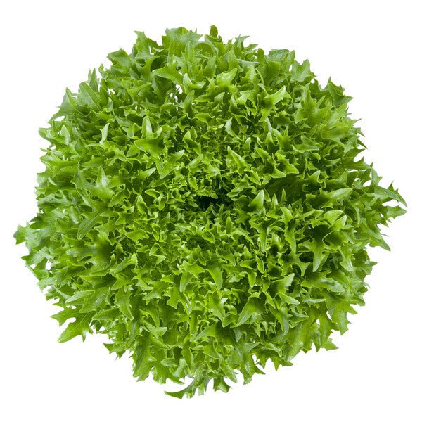 Lettuce Salanova Incised leaf lettuce Excentric RZ (10- 864)