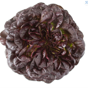 Lettuce Salanova MultiLeaf Butterhead Barlach RZ (79-246) Untreated Seeds