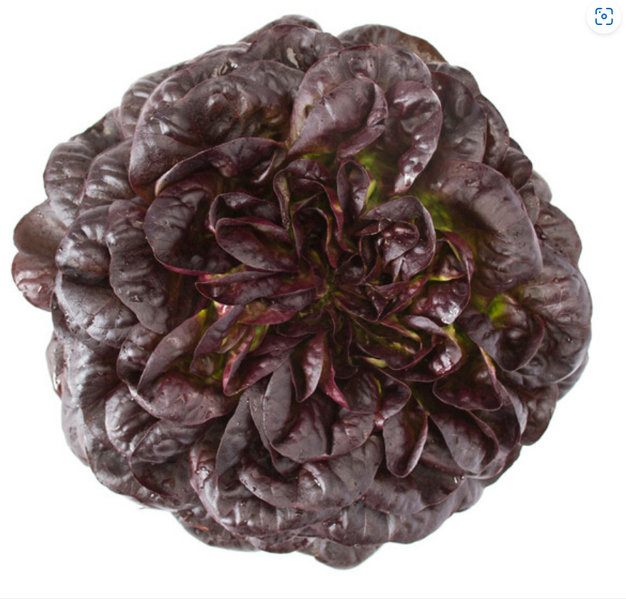 Lettuce Salanova MultiLeaf Butterhead Barlach RZ (79-246) Untreated Seeds