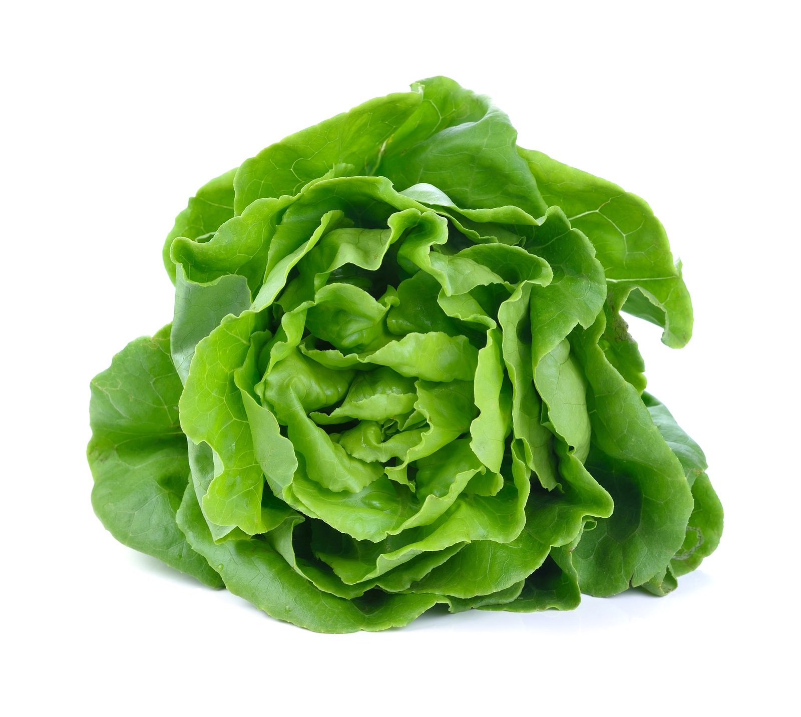 Lettuce Winter Arctic King Seeds