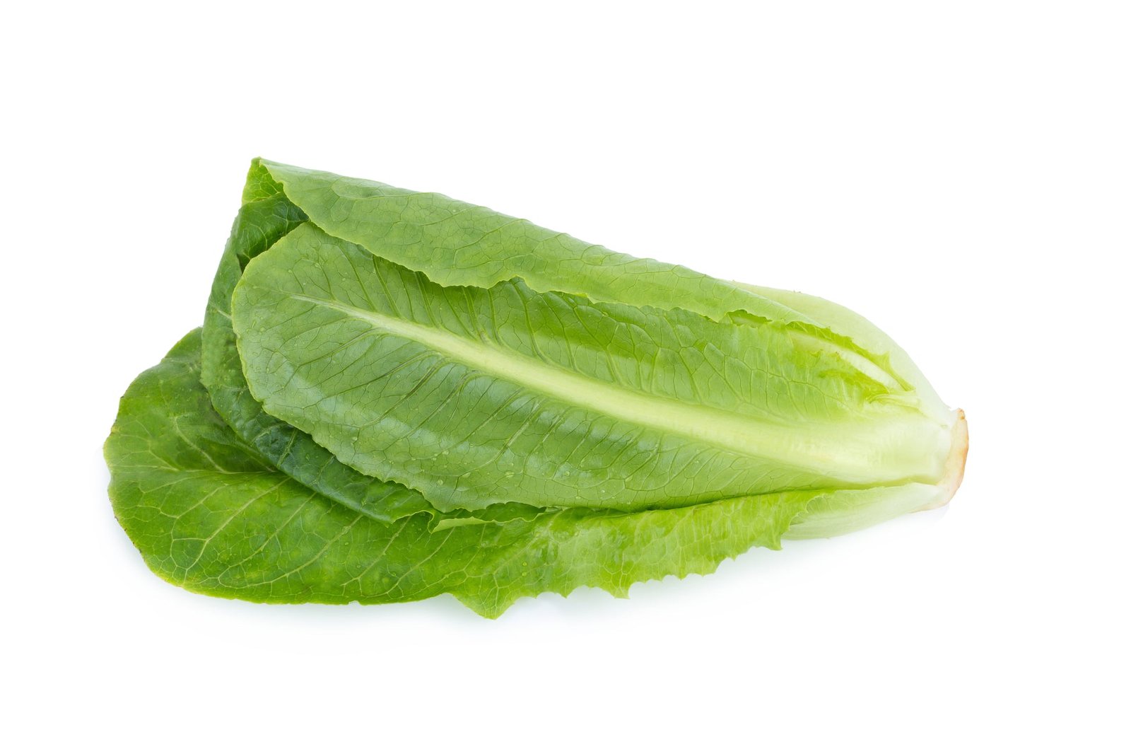 Lettuce Winter Density Seeds