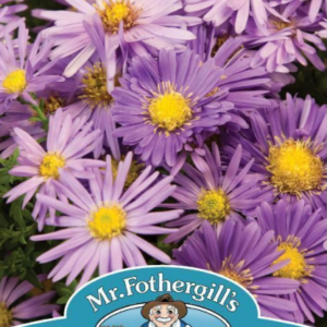 Mr Fothergills Aster (Michaelmas Daisy) Mixed Seeds