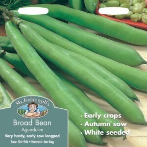 Mr Fothergills Broad Bean Aguadulce 50 Seeds