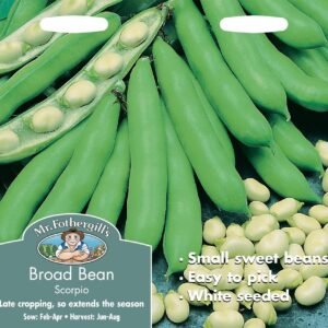 Mr Fothergills Broad Bean Scorpio 50 Seeds