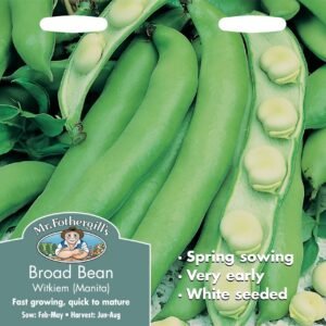 Mr Fothergills Broad Bean Witkiem Manita 45 Seeds