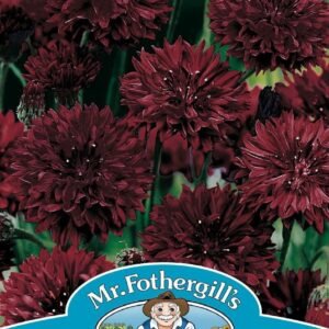Mr Fothergills Cornflower Black Ball 250 Seeds