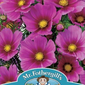 Mr Fothergills Cosmos Tetra Versailles Dark Rose 60 Seeds