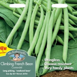 Mr Fothergills Dwarf French Bean Castandel 50 Seeds