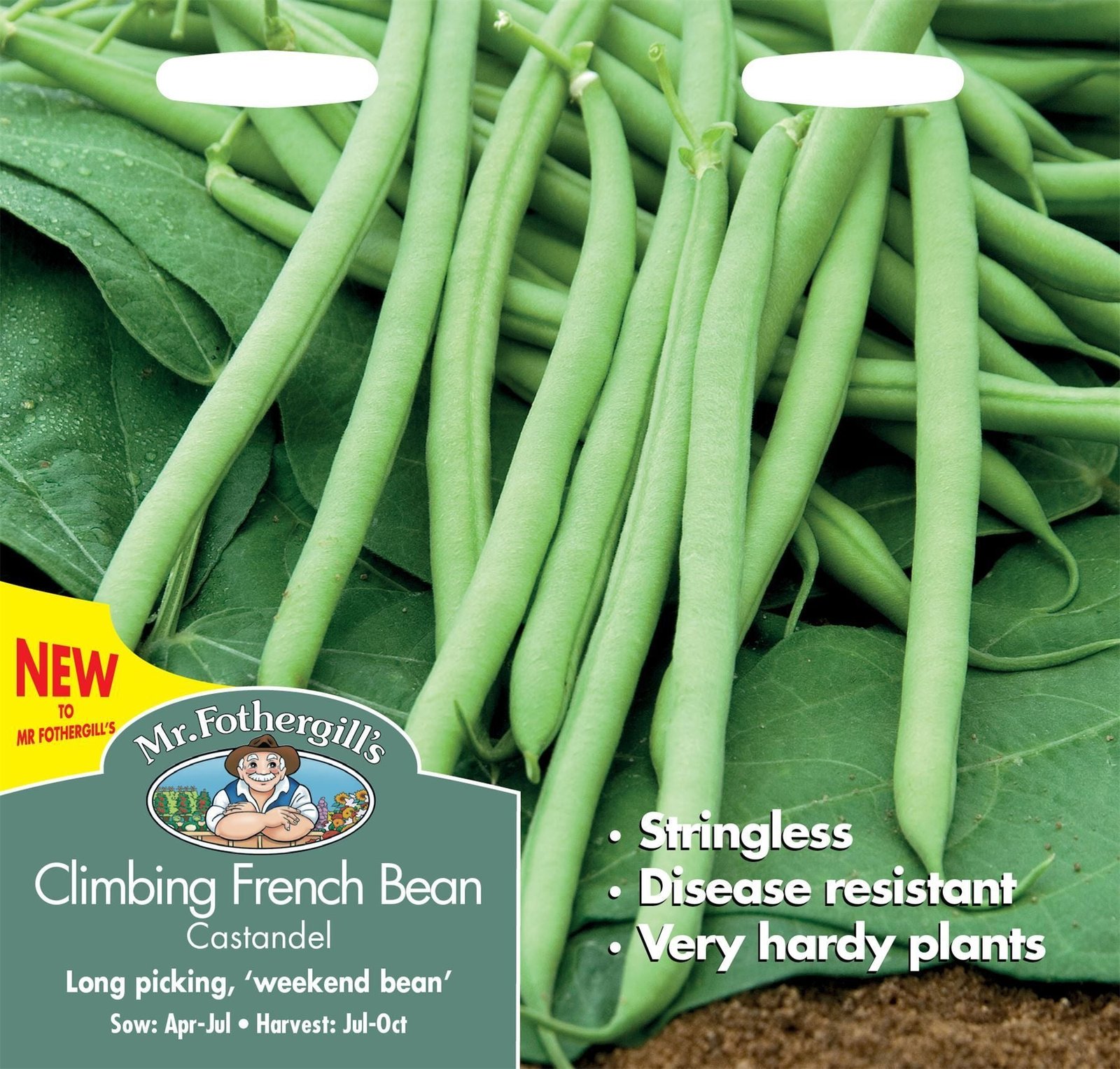 Mr Fothergills Dwarf French Bean Castandel 50 Seeds