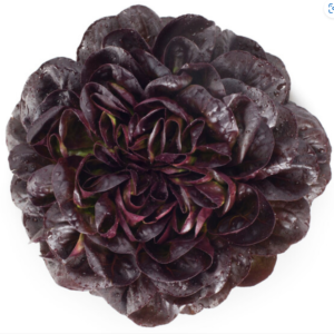 Multileaf Lettuce Salanova Seurat RZ (79 176) Seeds