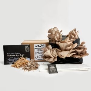 Mushroom Blue Grey Oyster Growing Kit