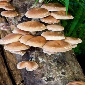 Mushroom - Shiitake Mushroom Log Growing Kit