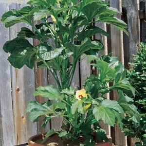 Okra Baby Bubba Seeds