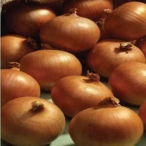 Onion Ailsa Craig Seeds