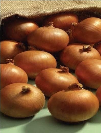 Onion Ailsa Craig Seeds