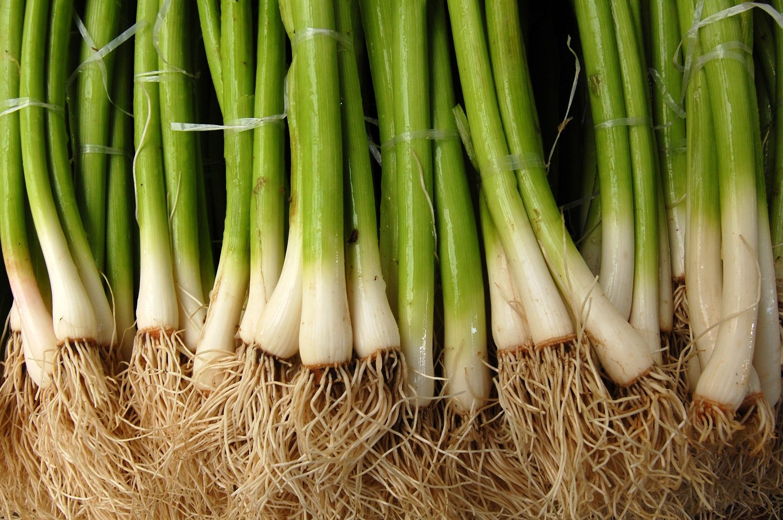 Onion Ishikura Bunching Seeds