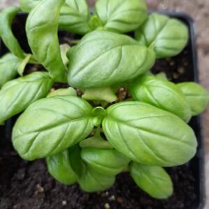 Organic Basil Classic Italian Seeds