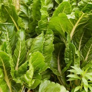 Organic Beet Erbette Seeds