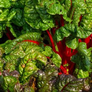Organic Beet Leaf Rhubarb Chard Seeds
