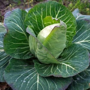 Organic Cabbage Cuor Di Bue Seeds