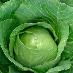Organic Cabbage Enkhuizen Glory Seeds