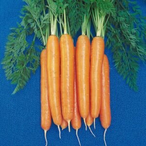 Organic Carrot Starca F1 Hybrid Seeds