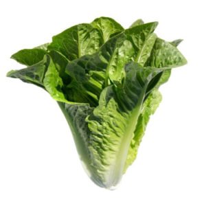 Organic Cos Lettuce Patrona RZ (41-123) Seeds
